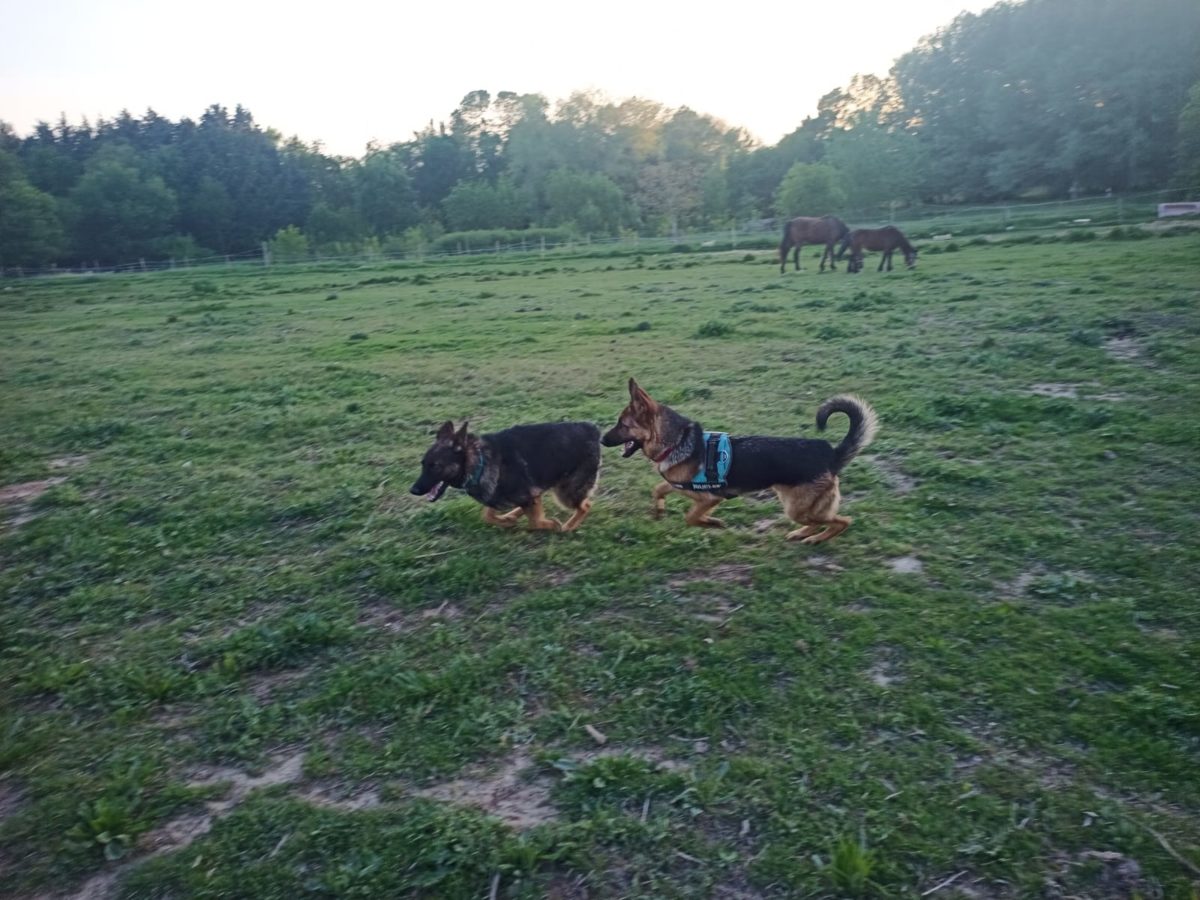 Chiens à adopter - 100 Toits
