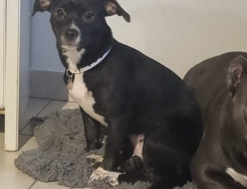 VANNA –    Type Jack Russell un an – femelle